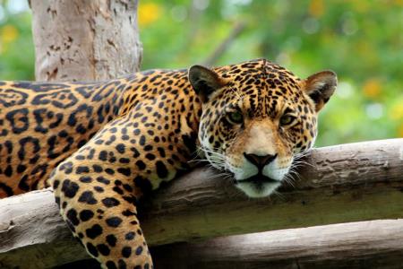 Parque de las Leyendas reabre sus puertas con protocolos de bioseguridad