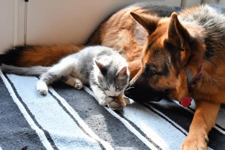 Jornada de vacunación para perros y gatos en SJL