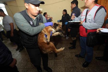 Operativo de Rescate: Más de 30 Perros Liberados de Condiciones Inhumanas en Las Flores