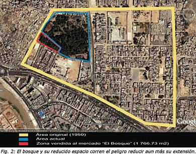 El bosque y su reducido espacio