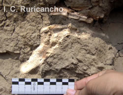Fragmentos de la osamenta de algún mamífero prehistórico, fue descubierto en una cantera a más de cuatro metros de la superficie actual.