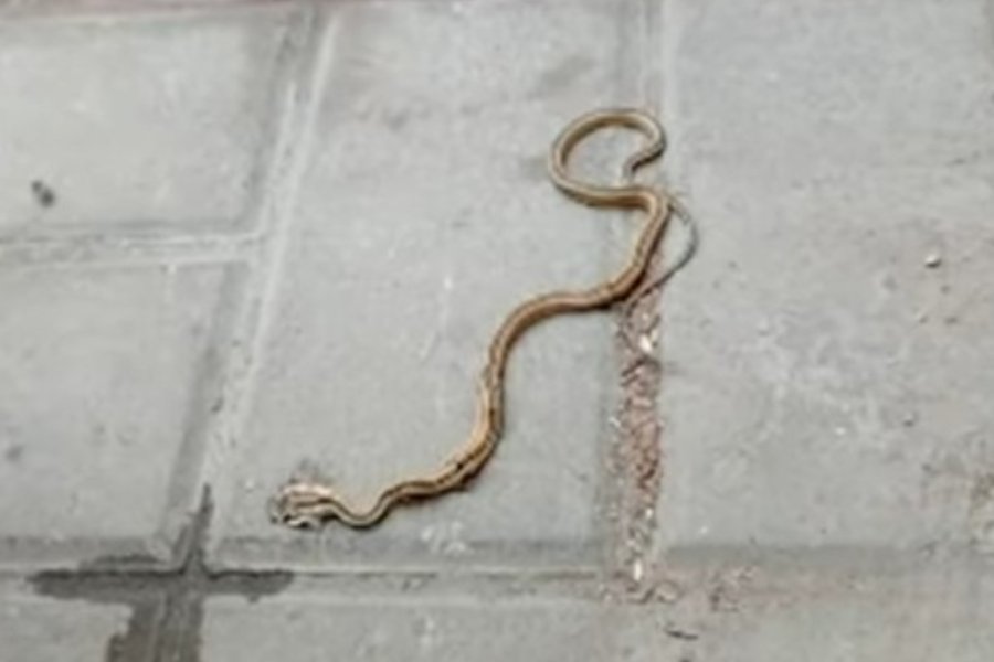 Presencia de culebras en el colegio Nacional Santa María desata preocupación de padres en SJL