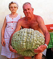 Campesino cubano cultiva una calabaza de 26 kg
