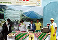 Pequeños productores de papas nativas venderán directamente al público