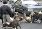 Piden erradicar a perros callejeros en Mariscal Cáceres