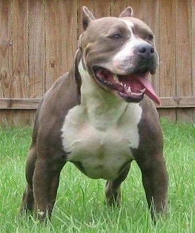 Pitbull arruina rostro a niñita