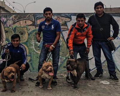 Apasionados por los American Bully - Team SJL 