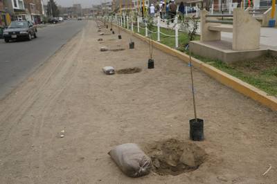 ¿Existe un norte para incrementar las áreas verdes en SJL?