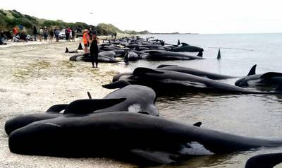 Quedan varadas más de 400 ballenas en playa de Nueva Zelanda