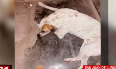 SJL: denuncian a vigilante por asesinar de dos balazos a perro
