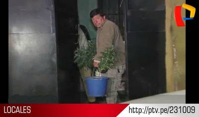 Policía requisó 40 plantones de marihuana