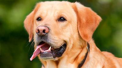 Científicos: Los perros intentan comunicarse con nosotros con sus expresiones faciales
