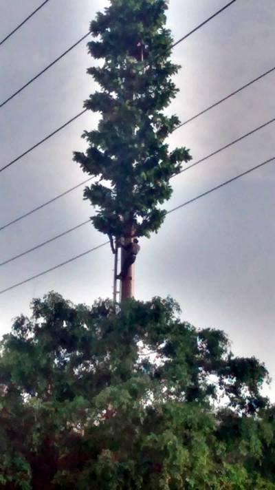 Camuflan antena de telefonía en San Juan de Lurigancho