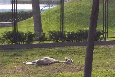 Alpacas del ´Parque Zonal Huiracocha´sufren desnutrición severa por la falta de alimento