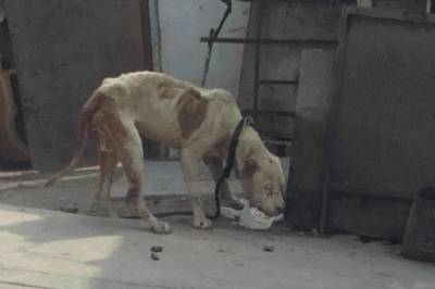 Maltrato animal: mascota vive en deplorable condición en SJL