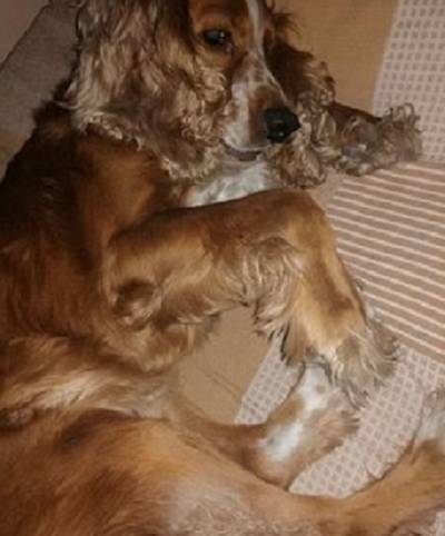 Cloe: mascota extraviada por la Av. wiesse