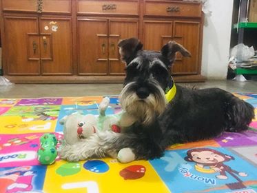 Roban a mascota de la puerta de su casa de sus dueños