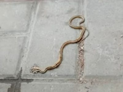 Presencia de culebras en el colegio Nacional Santa María desata preocupación de padres en SJL