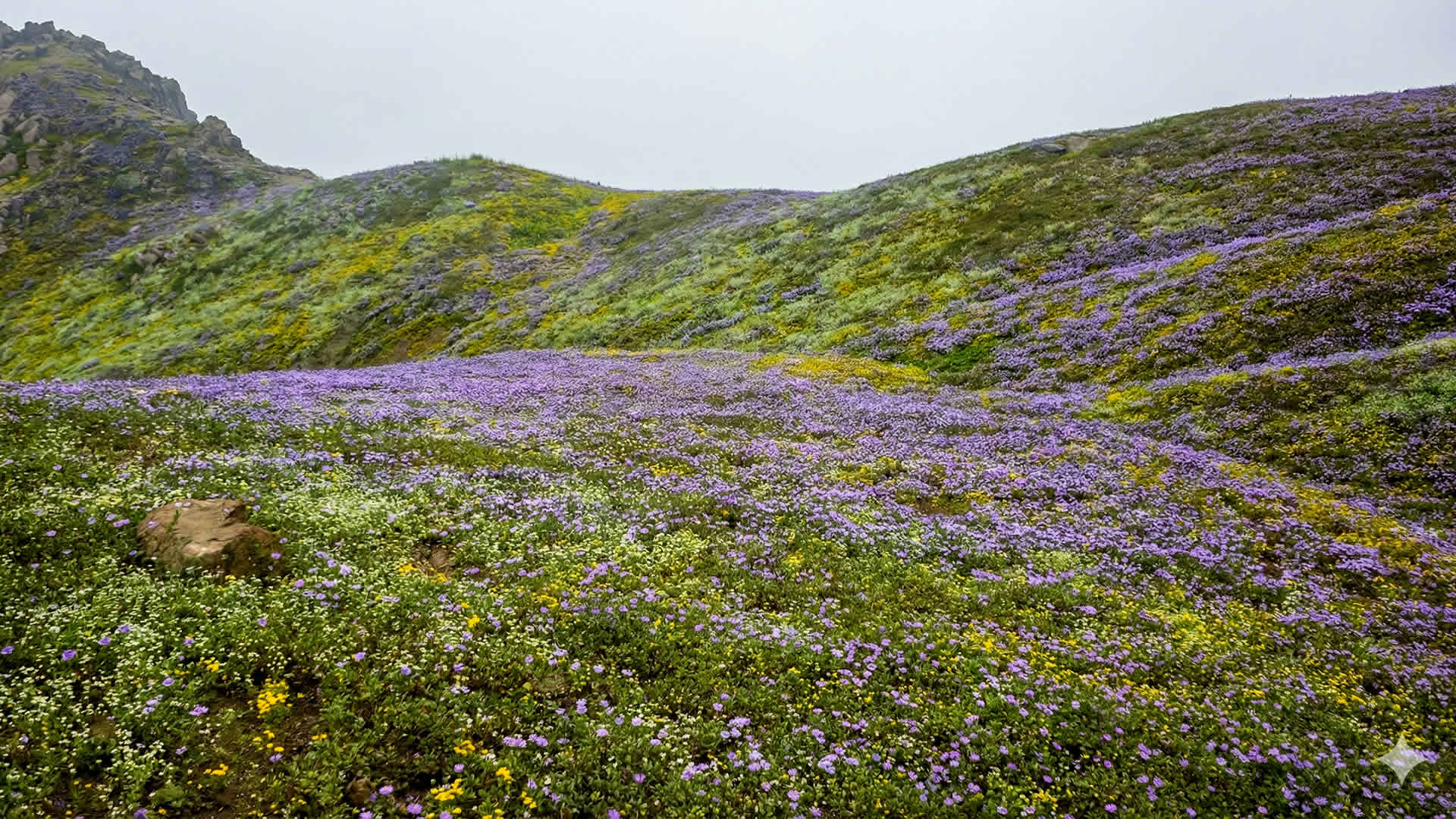 Atardecer en las Lomas en San Juan de Lurigancho